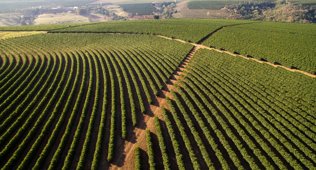 Aerial-view-coffee-plantation-Minas-Gerais-Brazil-South-America